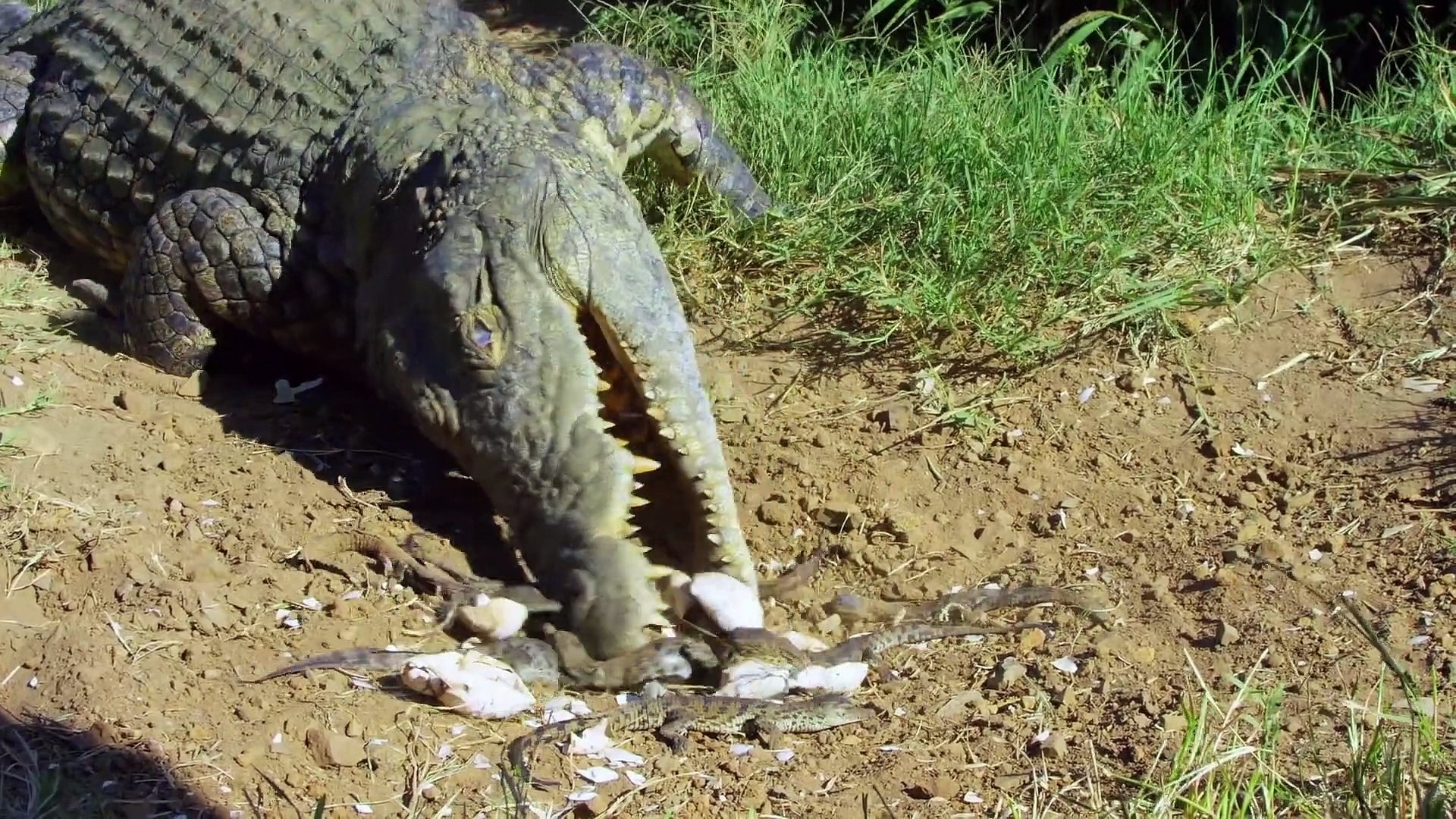 Regardez Comment Cette Maman Crocodile Transporte Ses Bebes Dans La Gueule Video Dailymotion