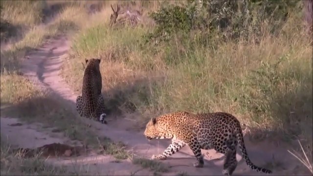 Ce léopard en train de chasser ne sait pas qu'il est aussi la proie d'un autre léopard