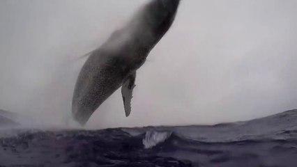 Download Video: Une baleine de 40 tonnes fait un saut à quelques mètres d'un photographe