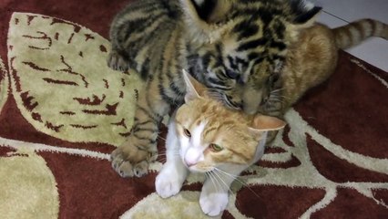Ce bébé tigre vient embeter un chat... Adorable