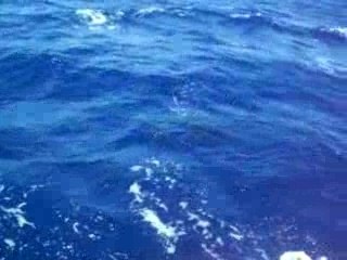 reunion safari dauphin