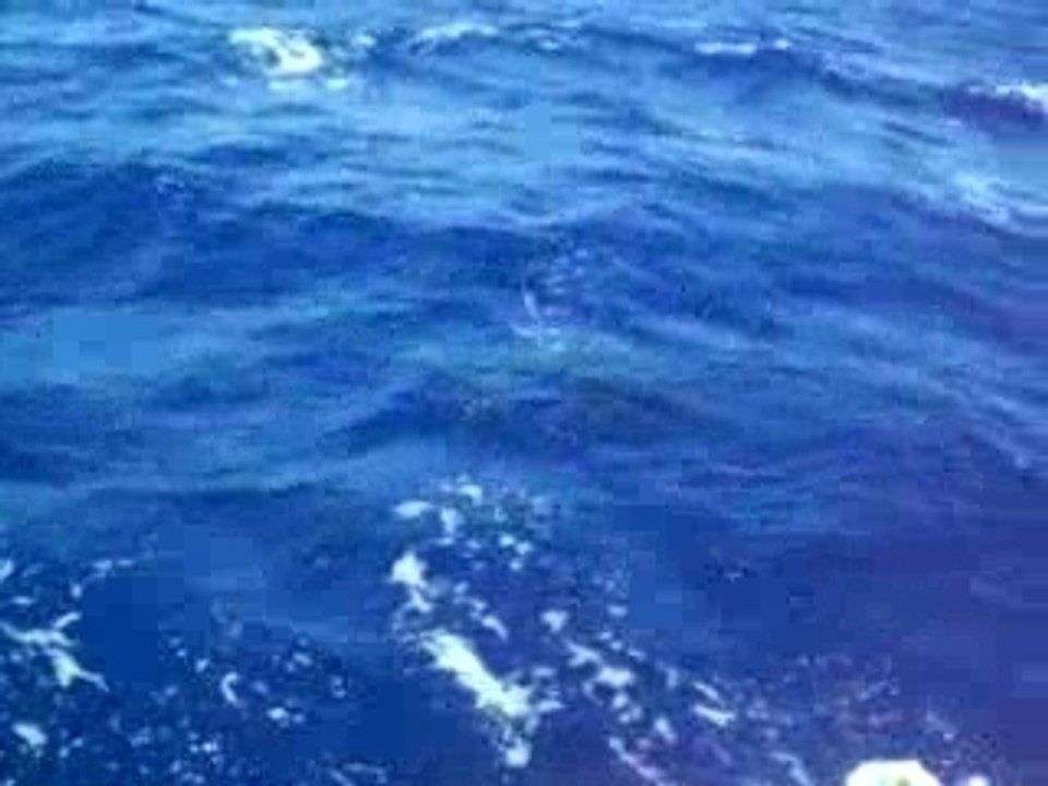 reunion safari dauphin