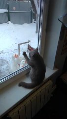 Cute Cat Plays with Geese Through Window