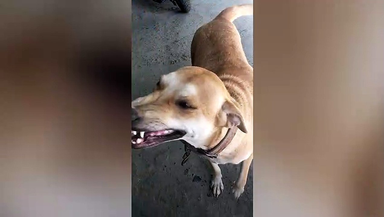 Dog Smiles When Name Is Called