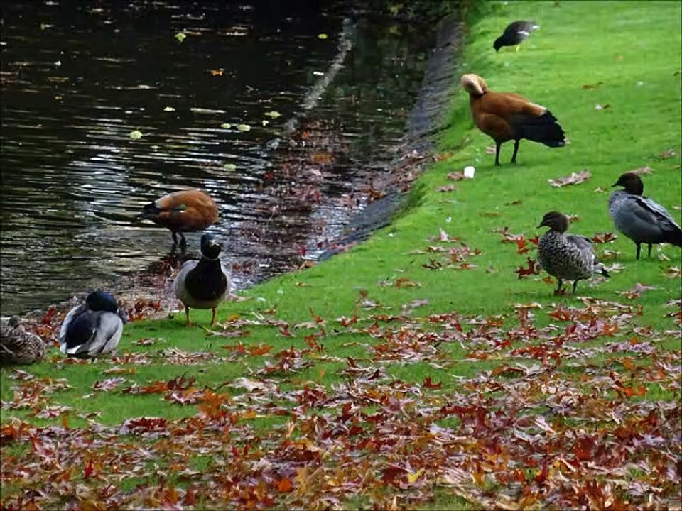 Canards