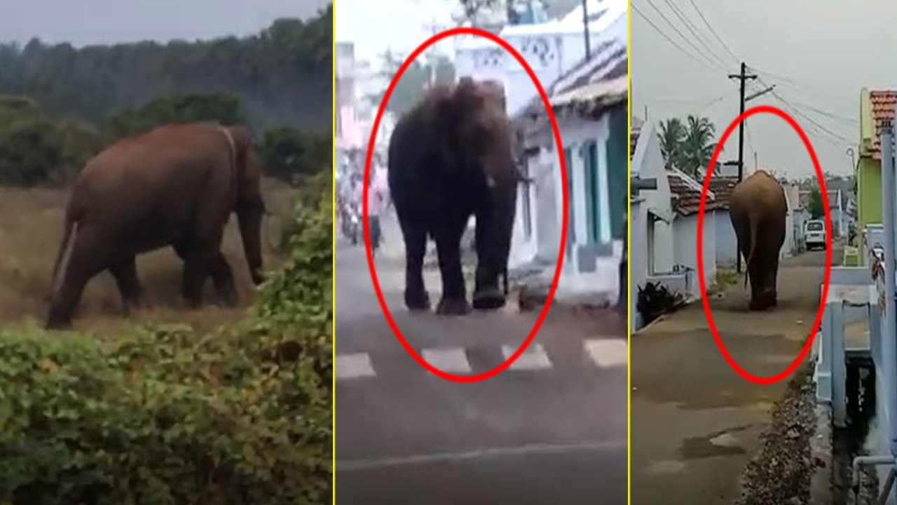 கோவையை கலக்கும் சின்னத்தம்பி யானை- வீடியோ
