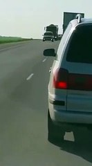 Mirá el increíble video del paseo en auto de un enorme oso