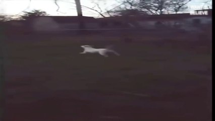 What or who plays the dog?