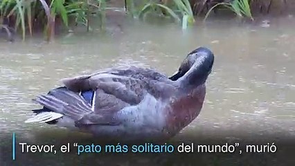 Adiós al “pato más solitario del mundo”