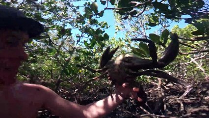 EP 1 - MUDCRAB HUNT with Chilli Recipe (Crab vs Beer) - Catch n Fry