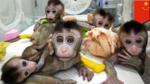 China cloned gene-edited mentally ill monkeys