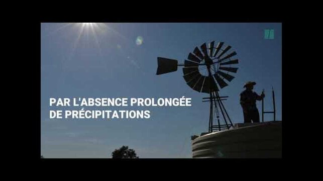Des centaines de milliers de poissons morts en Australie
