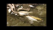 Des centaines de milliers de poissons morts en Australie