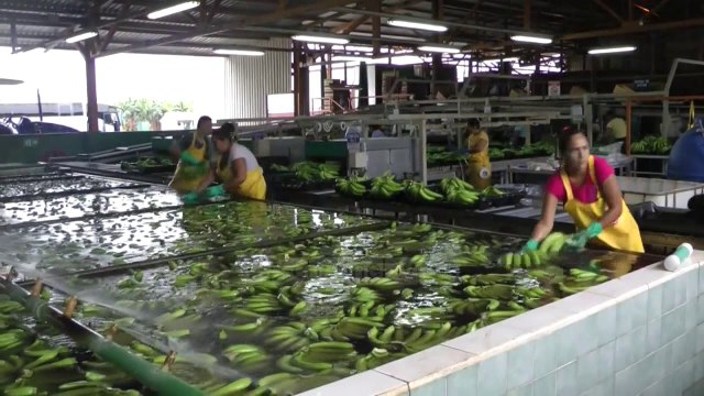 Pa Koment - Durrës, bllokohen 41 ton banane. AKU: Të dëmshme - Top Channel Albania - News - Lajme