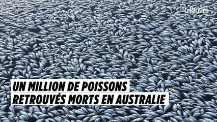 Un million de poissons retrouvés morts en Australie