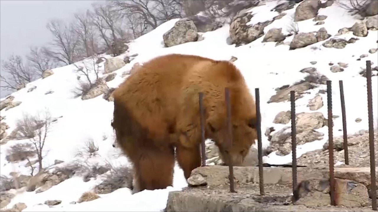 كيف تحمي محافظة دهوك حيواناتها البرية في فصل الشتاء؟