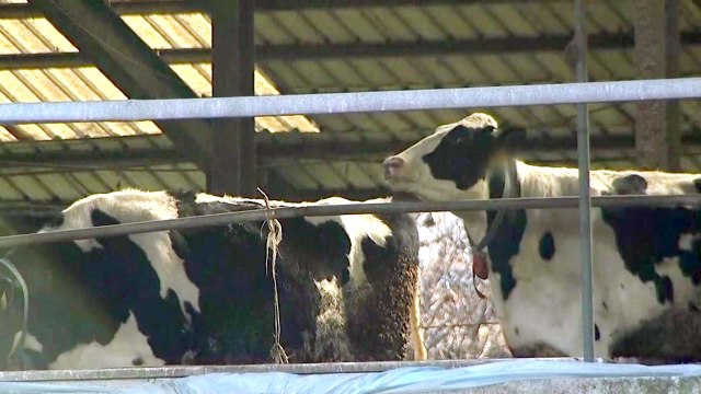 설 앞두고 구제역 발생...방역 당국 비상 / YTN