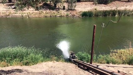 Des poissons cherchent de l'oxygène