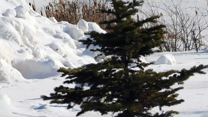 Snow In The Park - Brian Carroll