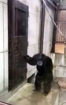 Quand les toilettes sont occupées