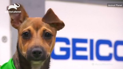 Dogs go paw-to-paw in Puppy Bowl