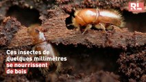 Scolytes : qui sont ces insectes qui ravagent les forêts ?