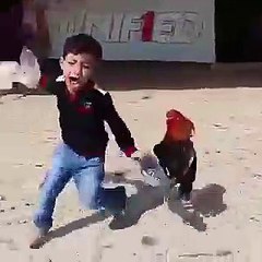 fight between hen and child, funny video