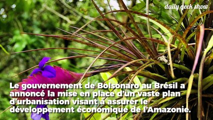 Jugée "non productive", la forêt amazonienne va être dévastée par le Brésil pour être urbanisée