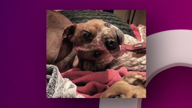 llusion d’optique : Vous voyez quelque chose d’horrible ? Pourtant c’est tout le contraire