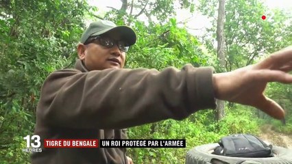 Tigre du Bengale : un roi protégé par l'armée