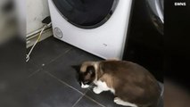 Cat Survives Wild Ride in Washing Machine