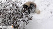 Shutdown Couldn't Stop Smithsonian's Giant Pandas From Having Fun In The Snow
