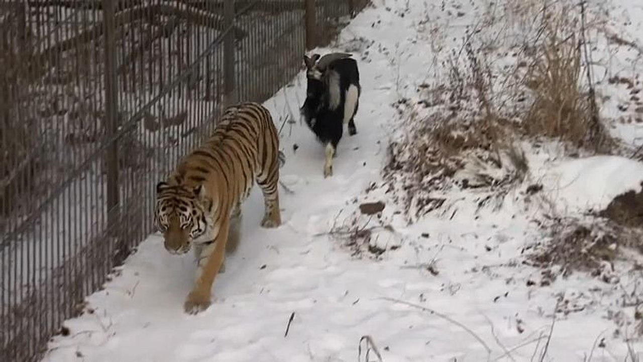 Tiger und Ziege: Freundschafts-Aus?