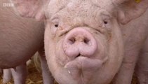 BBC1_Countryfile - Wiltshire 20Jan19 - Fighting animal disease feat. African Swine Flu