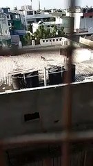 Monkey take shower in water tank