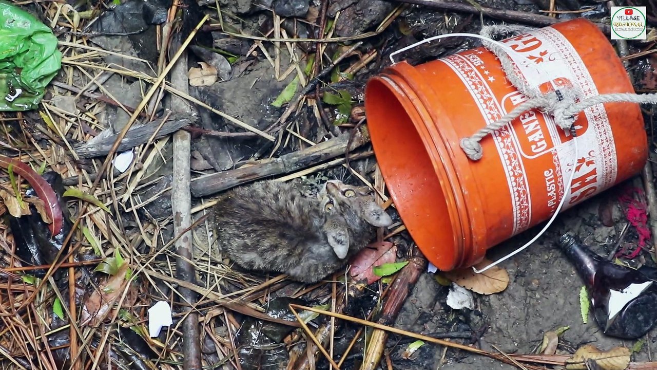 OMG Cat kitten fall into 20 Feet well || Cat || Animal shelter || India