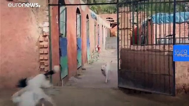 كلاب مصر الضالة: ظاهرة تتفاقم وتهدد الكلاب والسكان على حد سواء