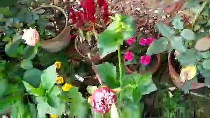 flowers blooming in my garden