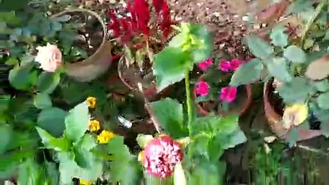 flowers blooming in my garden