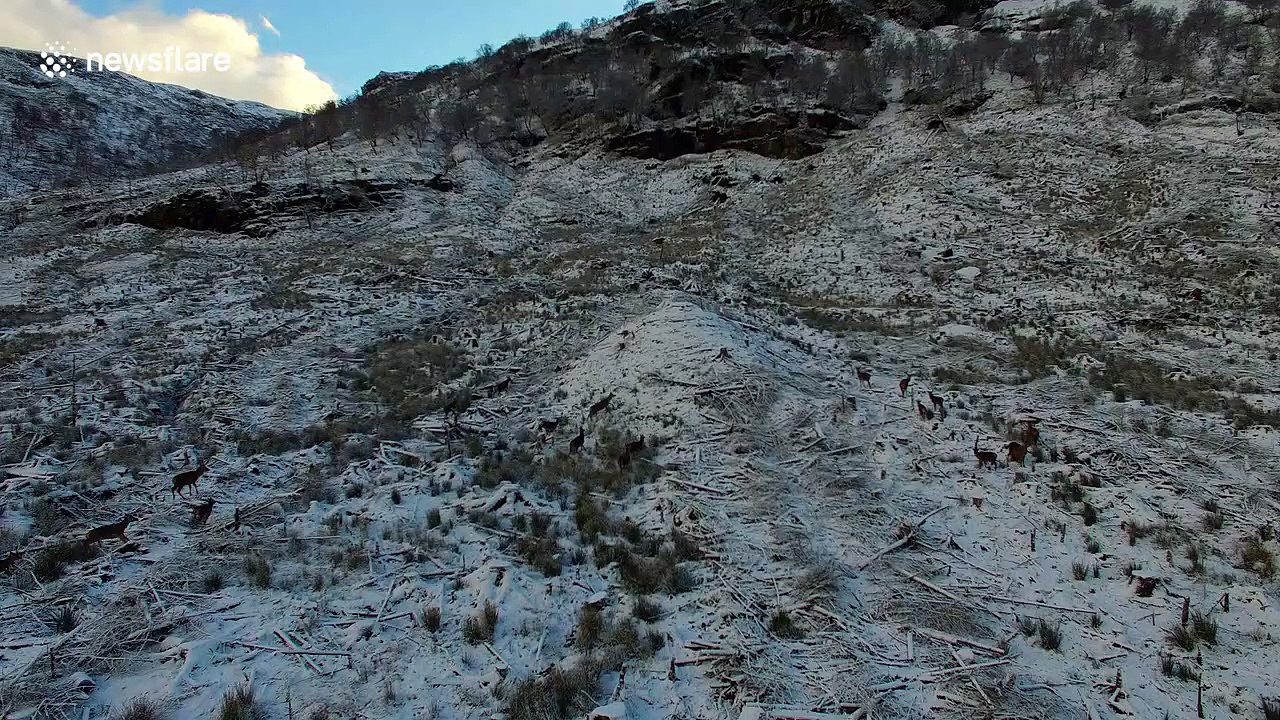 Winter wonderland: drone films herd of red deer in Scottish Highlands
