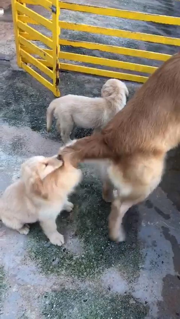 Golden Retriever Puppy Hit In Face With Mom S Tail Video Dailymotion
