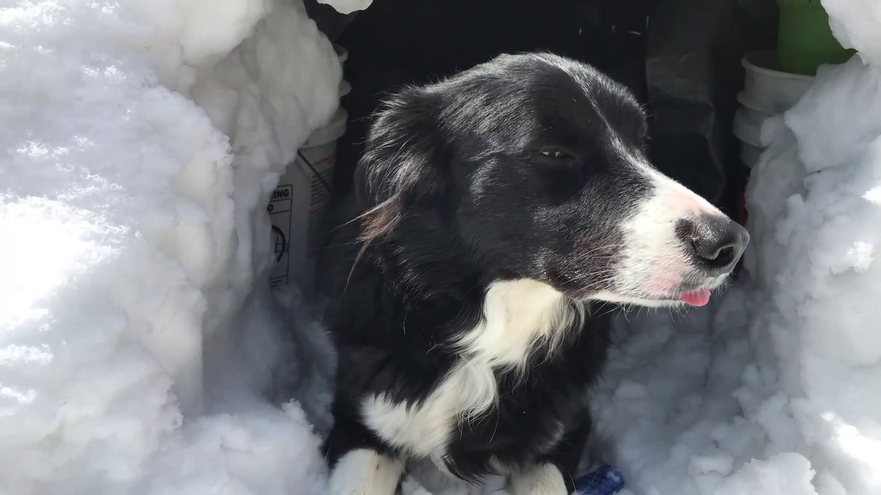 Building An Igloo For My Dog!