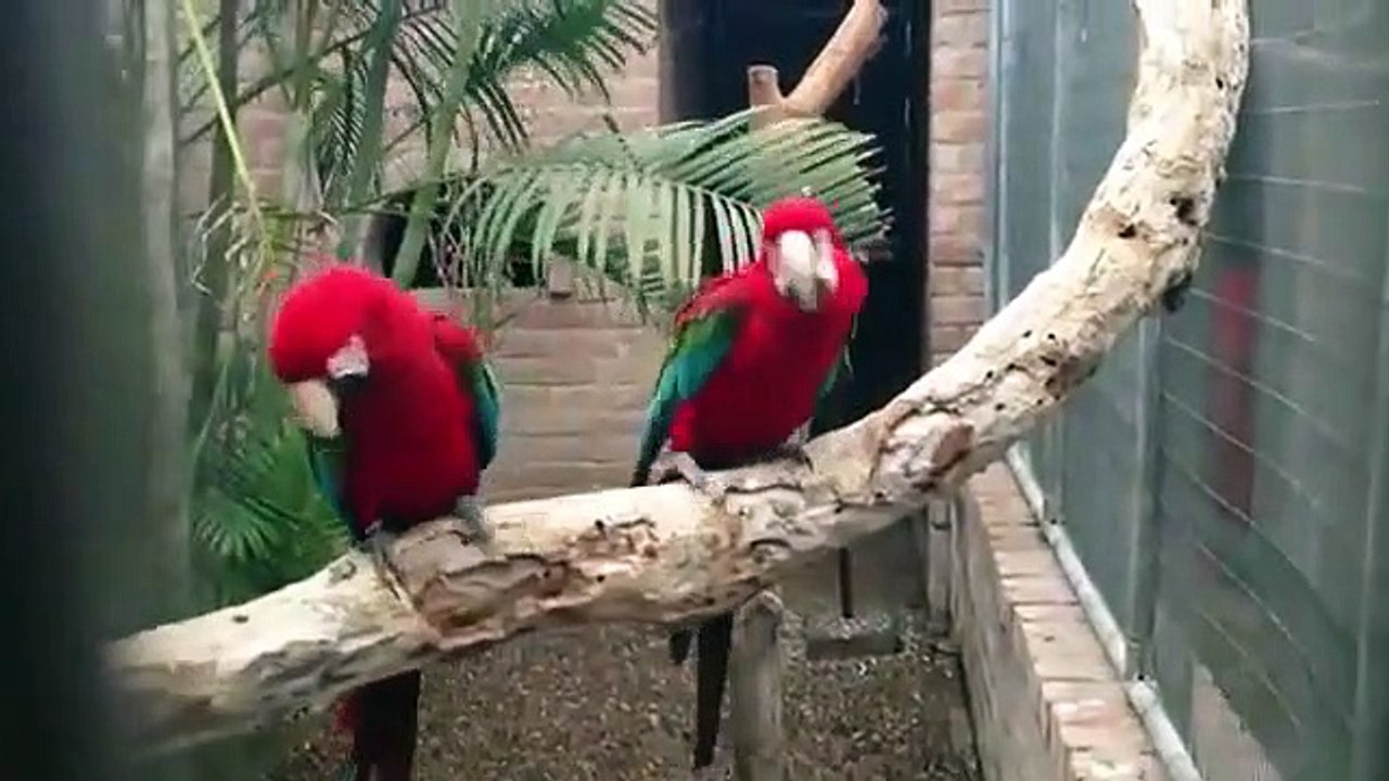 Ces 2 perroquets sont fan de Hip hop... En mode gangsta