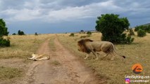 Ce lion fait l'erreur de réveiller une lionne qui fait la sieste