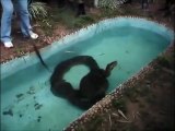 Ils trouvent un anaconda dans leur piscine