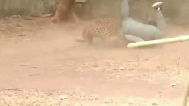 Un léopard sauvage débarque dans un village et sème la panique