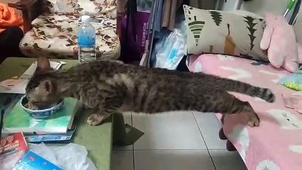Un chat pret à tout pour manger sa gamelle