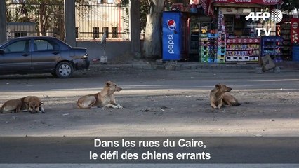 Dans les rues du Caire, le défi des chiens errants
