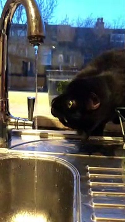 Cat is Captivated by Faucet