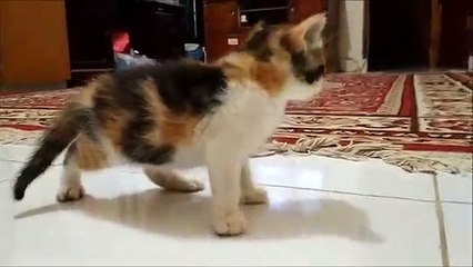 Anak kucing lucu baru usia 2 bulan